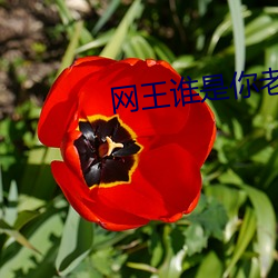 网王谁是(是)你()老()婆