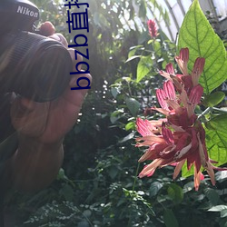 bbzb直播平台下载