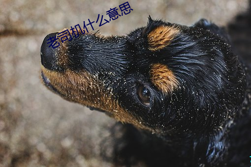 老(lǎo)司机什么(me)意思