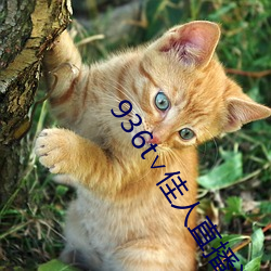 936t∨佳人(人)直播深夜版(版)