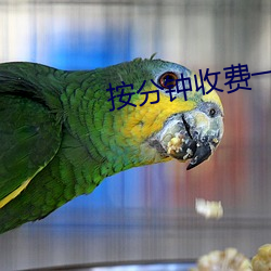 按分钟收费一对一视频