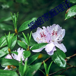 婚姻家庭理(理)论