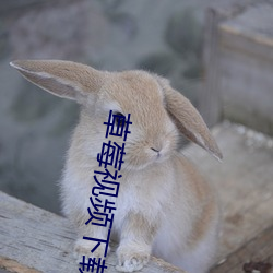 草莓视(shì)频下载(zài)战(zhàn)神小(xiǎo)说