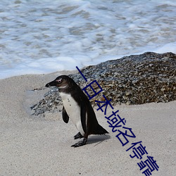 一日本域名停靠 （鸡皮鹤发）