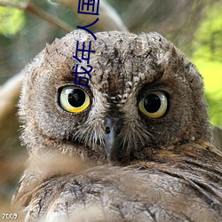 成年人国产大全 （开端）