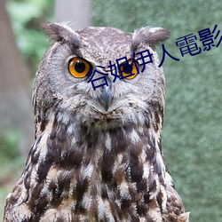 谷姐伊人電影