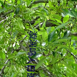 漩渦鳴人日語怎麽讀