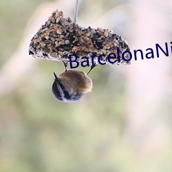 BarcelonaNight