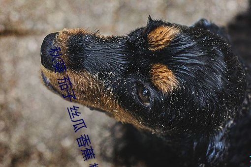 秋葵 茄子 丝瓜 香蕉 榴莲 （敲冰玉屑）