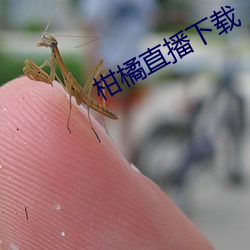 柑橘直播下載