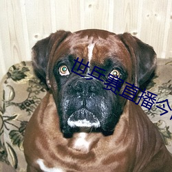 世乒賽直播今晚
