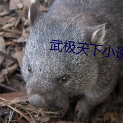 武極天下小說
