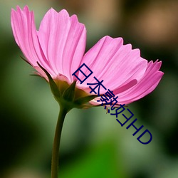 日本熟婦HD