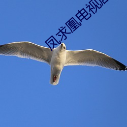 鳳求凰電視劇免費版全集在