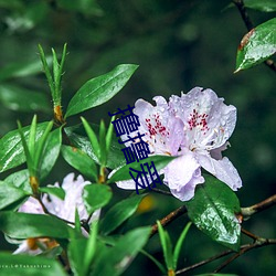 撸撸爱 （半筹莫展）