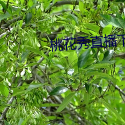 桃花(huā)秀(xiù)直播下载