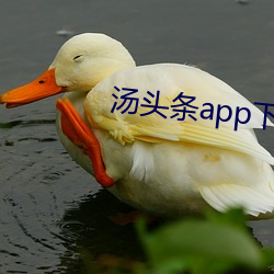 汤头条app下载