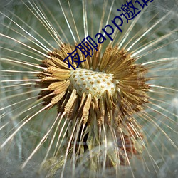 夜聊app邀请码(mǎ)
