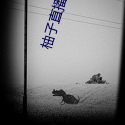 柚子直(直)播最(最)新版(版)本 下载