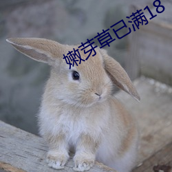 嫩芽草(草)已(已)满18
