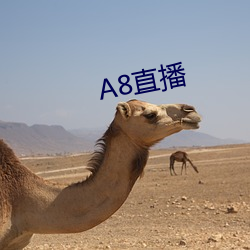 A8直播