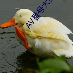 AV番号(hào)大全