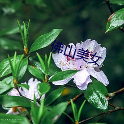 佛山(山)美女