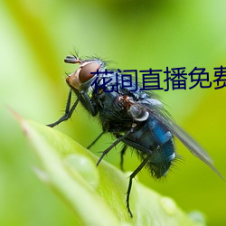 花(huā)间直播免费观看