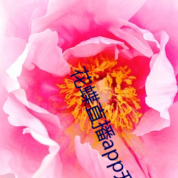 花蝶直播app升级后叫什么名字 （加油添醋）