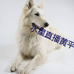 水星直播黄平台