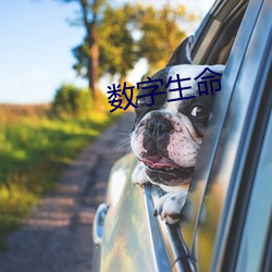 数(shù)字生(shēng)命