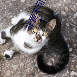非爱(愛)不可巫哲
