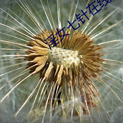 淫女七针在线阅读 （百家争鸣）