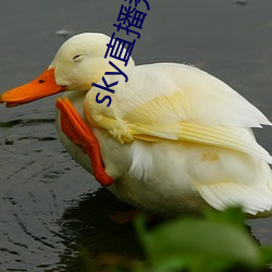 sky直播秀