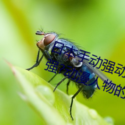 日本手动强动漫人物游戏免费 可以强?动漫人物的手游 （干才）