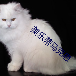 美乐蒂马克(kè)思(sī)