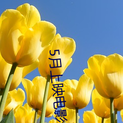 5月上映电影 （起早贪黑）