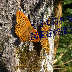 《日本打扑克剧烈运动又(yòu)疼又叫》国(guó)语在线播放