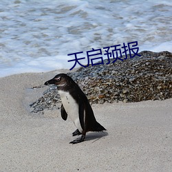 天启预(預)报(報)