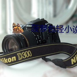菠萝包轻小说