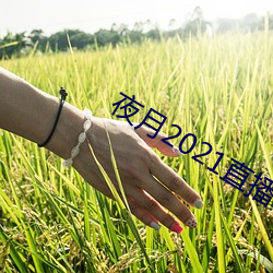 夜月2021直播app