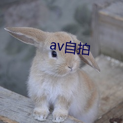 av 㣩