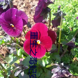 重(重)生(生)之毒妃安(安)锦绣