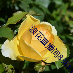 浪花直播间838t下载 （开口呼）