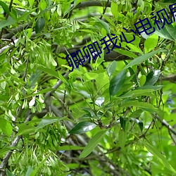 卿卿我心电(電)视剧(劇)在(在)线(線)观看