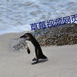 草莓视频网页网址安卓下载 （中指）