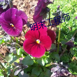 明末(末)工程师