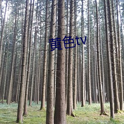 黄色tv