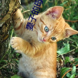 妻子的母親