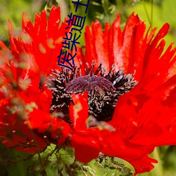 废柴道士的爆笑生活